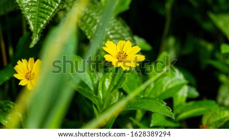 photography illustration of yellow flowers and green leaves, can be used for web profile photos, web covers.