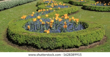 flowerbed with yellow tulips and wildflowers