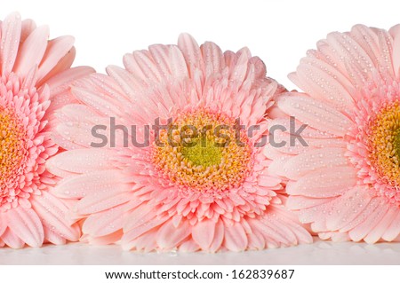 Three pink gerberas with water drops on petals on a white background, close-up, isolated