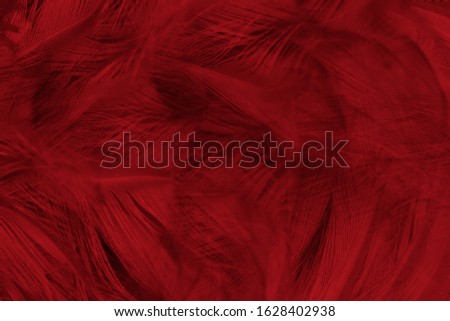 Beautiful dark red maroon feather pattern  texture background