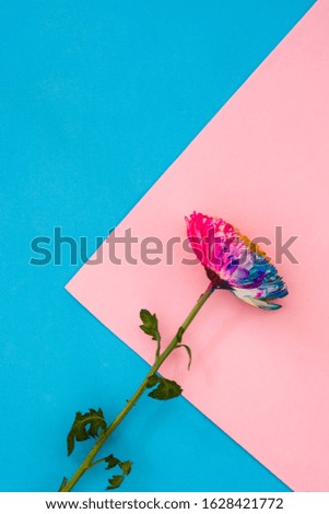 colorful chrysanthemum flower on pink and blue background. Copy space	