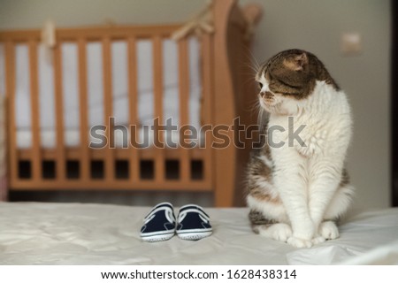 Domestic cat in a children's room. Scottish fold cat and baby booties. Allergies in children to animals, worms in pets and a child in the house.