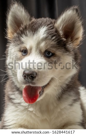 2 month old puppy siberian wolf brown with white feathers