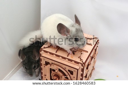 two small chinchillas gray and white on a wooden box                              