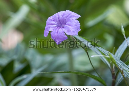 Closeup beautifull purple flower and green tree background 