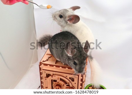 two small chinchillas on a wooden box eating something