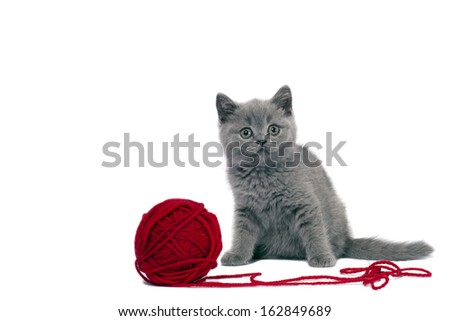 Cute british kitten playing with ball of red yarn on white background. 