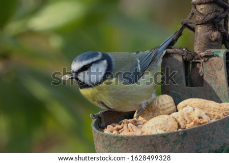 A Eurasian Blue Tit (Cyanistes caeruleus) taking food from a bird feeder.