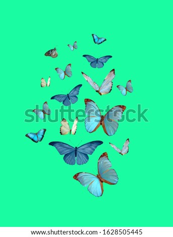 spiritual background for meditation with moonlight and butterflies isolated in color background 