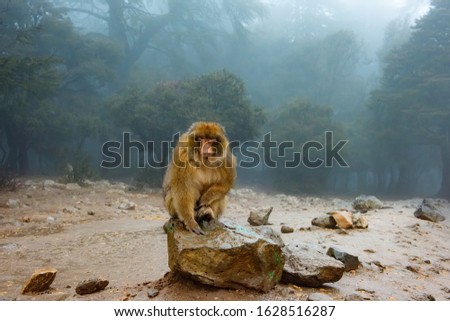 Barbary Macaque Monkeys sitting on ground in the great Atlas forests of Morocco, Africa