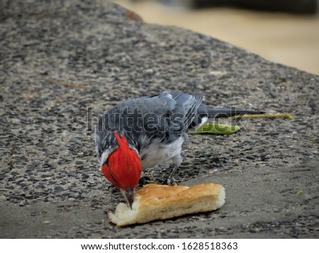 Cute little red-crested cardinal eating a piece of bread. Picture was taken on Hawaii.