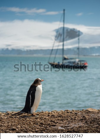 alone penguin walks by coast and watches to yacht in bay