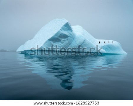 four penguins walks by blue iceberg