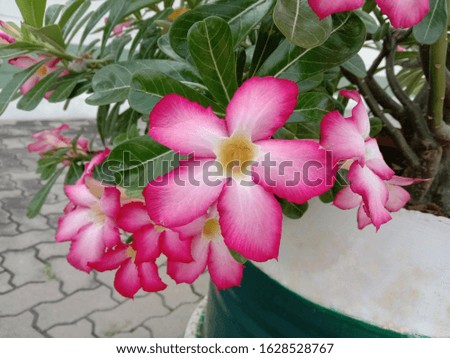 Adenium obesum flowers blooming on green leaves in steel tank background closeup. Is the name of a colorful plant of beautiful flowers is a plant that can be easily grown.