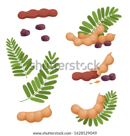 A set of seeds of fruits and leaves of tamarind. Illustration of a fresh, ripe tamarind Royalty-Free Stock Photo #1628529049