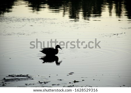 Shape of a duck on the lake