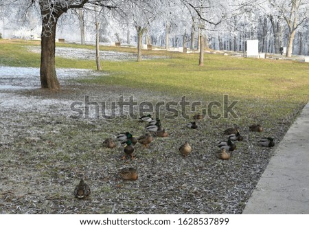 Wild ducks in winter time