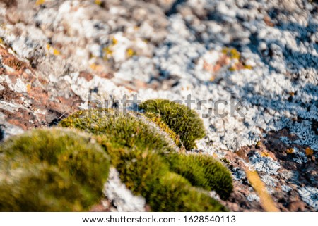 the foreground and background are blurred by green moss in the mountains