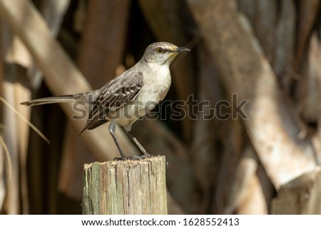 Northern Mockingbird posing on a fence post
