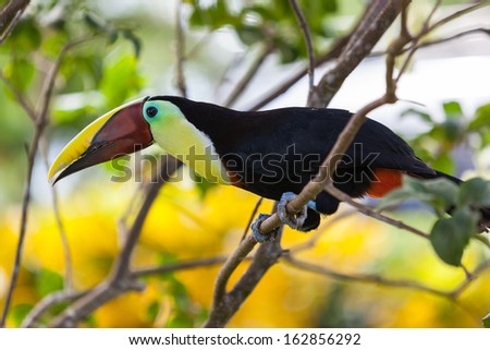 Toucan bird in the Costa Rica rain forest