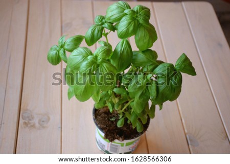 Fresh green organic Basil herb (basilicum) leaves in plant with soil from gardening shop, on wooden table ready for planting in yard or container (plant pot) in urban balcony. close-up aromatic food. Royalty-Free Stock Photo #1628566306