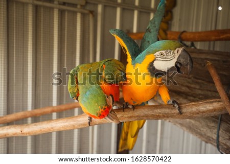 Two Macaws showing off, colorful pet birds in aviary. 