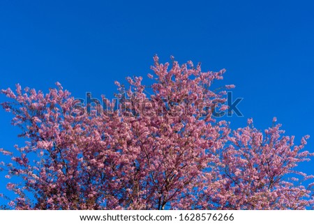 DaLat, Vietnam, The Cherry Blossom Flowers, High quality images. 