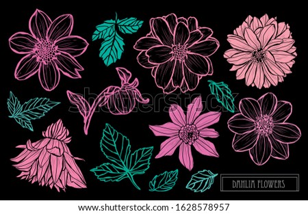 Decorative hand drawn dahlia flowers set, design elements. Can be used for cards, invitations, banners, posters, print design. Floral background in line art style