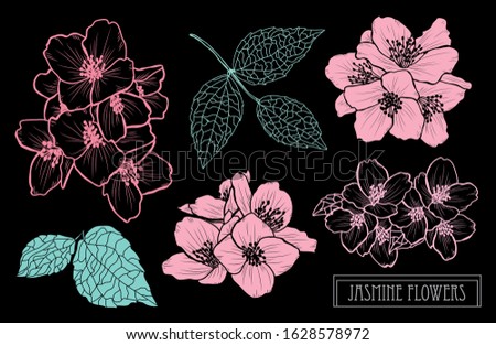 Decorative hand drawn jasmine flowers set, design elements. Can be used for cards, invitations, banners, posters, print design. Floral background in line art style