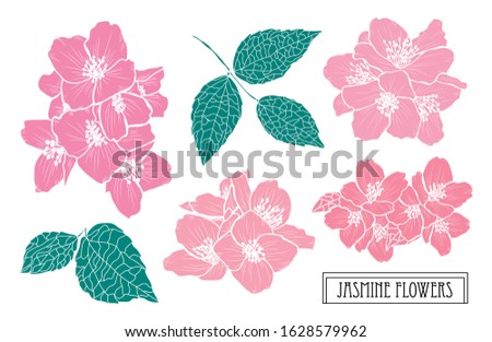 Decorative hand drawn jasmine flowers set, design elements. Can be used for cards, invitations, banners, posters, print design. Floral background in line art style
