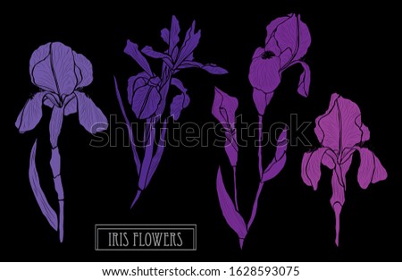 Decorative hand drawn iris flowers set, design elements. Can be used for cards, invitations, banners, posters, print design. Floral background in line art style