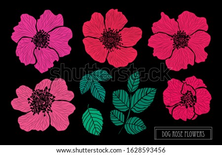 Decorative hand drawn dog rose flowers set, design elements. Can be used for cards, invitations, banners, posters, print design. Floral background in line art style
