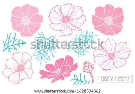Decorative hand drawn cosmos flowers set, design elements. Can be used for cards, invitations, banners, posters, print design. Floral background in line art style