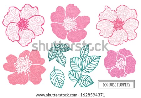 Decorative hand drawn dog rose flowers set, design elements. Can be used for cards, invitations, banners, posters, print design. Floral background in line art style Royalty-Free Stock Photo #1628594371