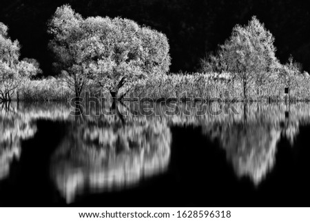 Reflections on the lake, black and white photography