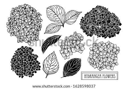 Decorative hand drawn hydrangea flowers set, design elements. Can be used for cards, invitations, banners, posters, print design. Floral background in line art style