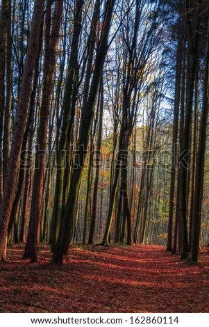Amazing Fall Forrest. Lovely Nature Picture of an European Forest in Bavaria, Germany