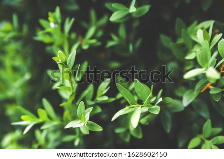 Natural texture of plants close-up. Ecology concept, recycling and copy space. Natural texture of boxwood leaves in a dark background. Trend tinted plants.