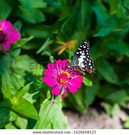 Selective and partial focus image the Swallowtail butterfly / Lime butterfly or Papilio demoleus, photographed outdoor when perched on the Red Zinnia flowers with the blurred background.