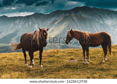 Wild horses at Monte Cusna