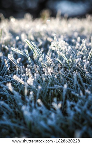 Winter wonderland, morning frost on the grass (vertical) 