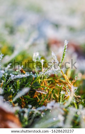 Winter wonderland, morning frost on the grass (vertical) 