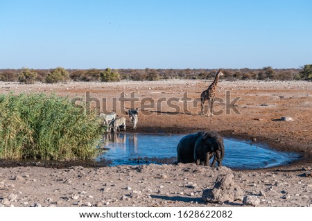 A herd of African Elephant -Loxodonta Africana- taking a bath in a waterhole in Etosha national Park. A group of Burchell's Plains zebra -Equus quagga burchelli- and one Giraffe are in the background.