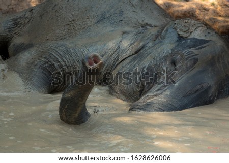 Elephant Baby Bath Jungle Hike 
