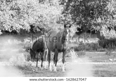 Quarter horse family, broodmare with foal and blurred foreground on farm in black and white.