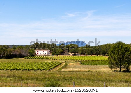 Vineyard of Teyran dominated by the Pic Saint-Loup