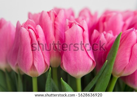 Pink tulips in pastel coral tints at blurry background, closeup. Fresh spring flowers in the garden with soft sunlight for your horizontal floral poster, wallpaper or holidays card.
