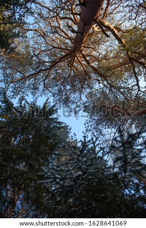 View of the sky through the branches of the northern forest on a frosty sunny day.
