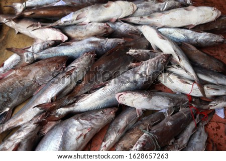 fishermen show their catched sharks in the fishing village in tegal, central java. various types of fish caught by fishermen are sold in this area