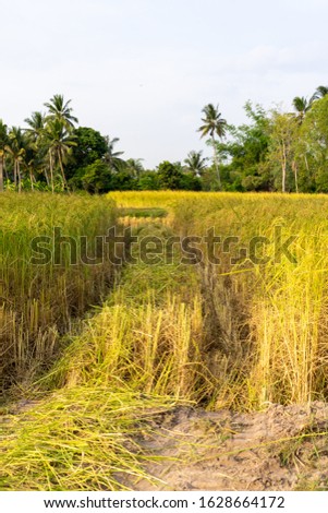 The tractor harvesting stripes in a yellow rice field at the end of the cultivation